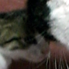ɂݍ
